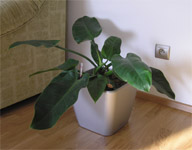 Lechuza Quadro 28