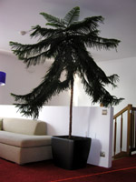 Lechuza Quadro 50