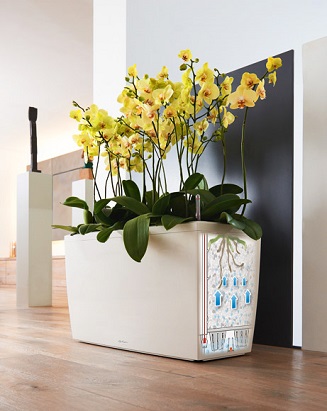 Orchideje v Cararo Orchideje v Cararo