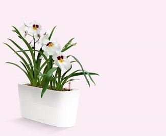 Orchideje v Delta 20 Orchideje v Delta 20