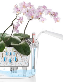 Orchideje v Delta 20 Orchideje v Delta 20