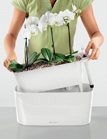 Orchideje v Delta 20 Orchideje v Delta 20