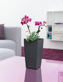 Orchideje v Mini Cubi Orchideje v Mini Cubi