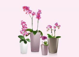 Orchideje v Maxi Cubi Orchideje v Maxi Cubi