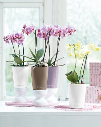 Orchideje v Mini Deltini Orchideje v Mini Deltini