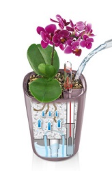 Orchideje v Mini Deltini Orchideje v Mini Deltini