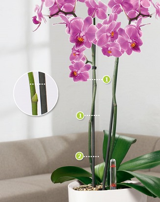 Orchideje v Deltini Orchideje v Deltini