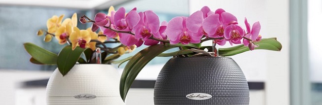 Orchideje v Lechuze Orchideje v Lechuze