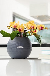 Orchideje v Puro 20 Orchideje v Puro 20