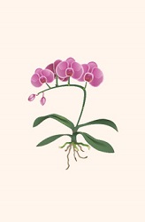 Orchideje sázení krok 2 Orchideje sázení krok 2