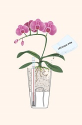 Orchideje sázení krok 3 Orchideje sázení krok 3