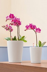 Orchideje sázení krok 4 Orchideje sázení krok 4